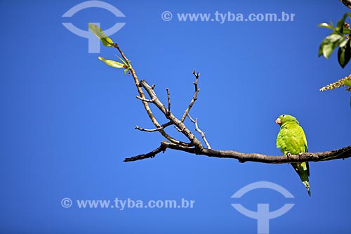  Subject: Parakeet on tree branch in Green Square Historian Raimundo Girao / Place: Fortaleza city - Ceara state (CE) - Brazil / Date: 01/2012 