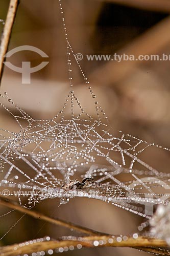  Subject: Formation of dew on a spider web / Place: Tiangua city - Ceara state (CE) - Brazil / Date: 01/2012 