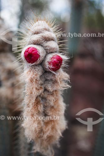 Subject: Cactus flower in National Park of Chapada Diamantina  / Place: Bahia state (BA) - Brazil / Date: 01/2012 