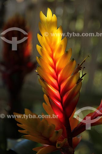  Subject: Bromeliad in roadside Teresopolis-Friburgo / Place: Teresopolis city - Rio de Janeiro state (RJ) - Brazil / Date: 02/2012 
