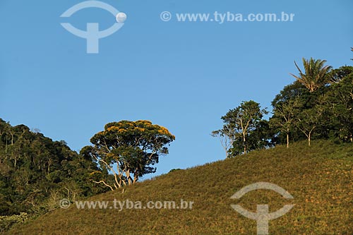  Subject: Ipe tree in roadside Teresópolis-Friburgo / Place: Teresopolis city - Rio de Janeiro state (RJ) - Brazil / Date: 02/2012 