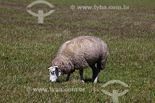  Subject: Sheep grazing / Place: Osorio city - Rio Grande do Sul state (RS) - Brazil / Date: 09/11 