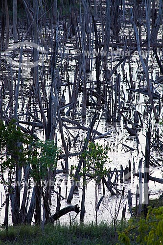  Subject: Burned forest in Manaus-Itacoatiara road (AM-010) - KM 182 direction Itacoatiara / Place: Amazonas state (AM) - Brazil / Date: 10/2011 