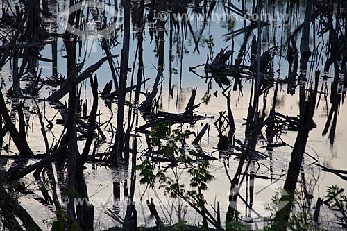  Subject: Burned forest in Manaus-Itacoatiara road (AM-010) - KM 182 direction Itacoatiara / Place: Amazonas state (AM) - Brazil / Date: 10/2011 