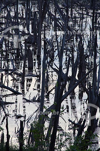  Subject: Burned forest in Manaus-Itacoatiara road (AM-010) - KM 182 direction Itacoatiara / Place: Amazonas state (AM) - Brazil / Date: 10/2011 