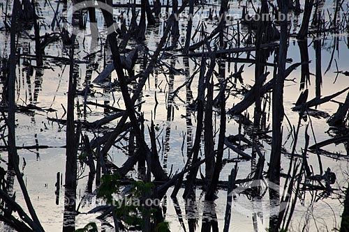  Subject: Burned forest in Manaus-Itacoatiara road (AM-010) - KM 182 direction Itacoatiara / Place: Amazonas state (AM) - Brazil / Date: 10/2011 