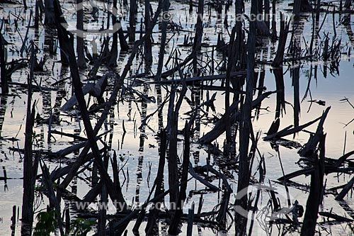  Subject: Burned forest in Manaus-Itacoatiara road (AM-010) - KM 182 direction Itacoatiara / Place: Amazonas state (AM) - Brazil / Date: 10/2011 