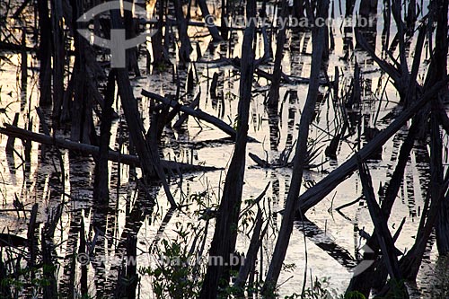  Subject: Burned forest in Manaus-Itacoatiara road (AM-010) - KM 182 direction Itacoatiara / Place: Amazonas state (AM) - Brazil / Date: 10/2011 