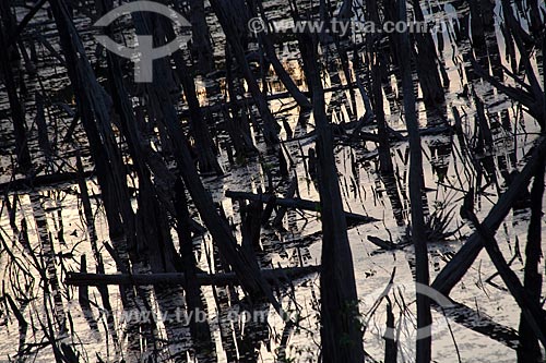  Subject: Burned forest in Manaus-Itacoatiara road (AM-010) - KM 182 direction Itacoatiara / Place: Amazonas state (AM) - Brazil / Date: 10/2011 