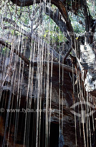  Subject: View from the cave in the Serra da Capivara / Place: Piaui state (PI) - Brazil / Date: 09/2007 