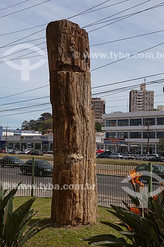  Subject: Fossilized tree on the facade of the Museum of Science and Technology of PUC - RS (Conifera Fossil) - Rare exemplar with 220 million years / Place: Porto Alegre city - Rio Grande do Sul state (RS) - Brazil / Date: 09/2011 