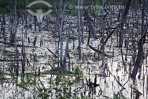  Subject: Burned forest in Manaus - Itacoatiara road ( AM - 010 ) - KM 182 direction Itacoatiara / Place: Amazonas state (AM) - Brazil / Date: 10/2011 