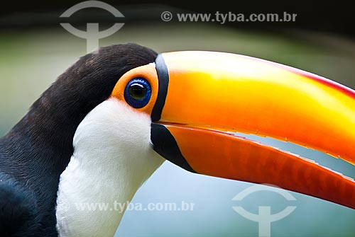  Subject: Toco Toucan / Place: Santos city - Sao Paulo state (SP) - Brazil / Date: 2009 