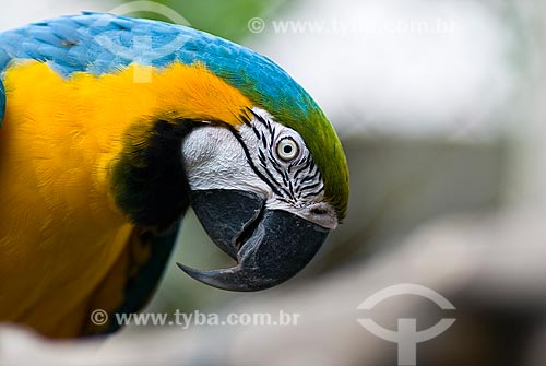  Subject: Macaw / Place: Santos city - Sao Paulo state (SP) - Brazil / Date: 2009 