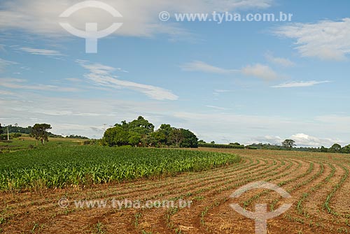  Subject: Corn plantation / Place: Maringa city - Parana state (PR) - Brazil / Date: 2010 