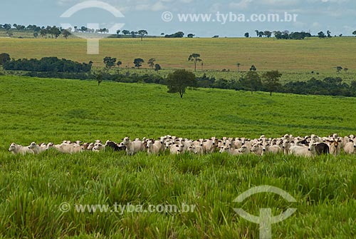  Subject: Nelore cattle herd  / Place: Paraiso district - Costa Rica city - Mato Grosso do Sul state (MS) - Brazil / Date: 2010 