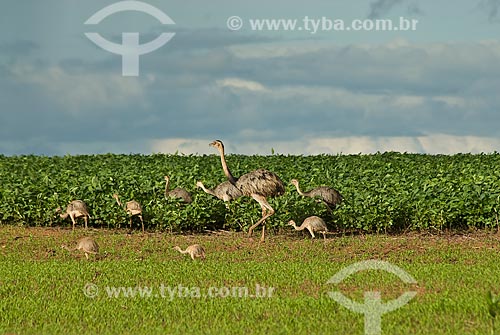  Subject: Greater rheas in the soybean plantation / Place: Chapadao do Sul city - Mato Grosso do Sul state (MS) - Brazil / Date: 2009 