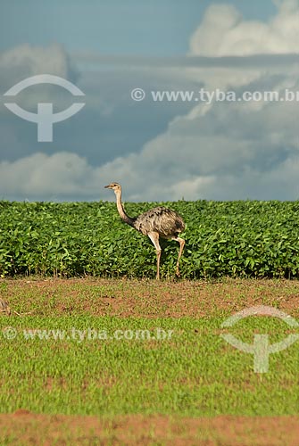  Subject: Greater rhea in the soybean plantation / Place: Chapadao do Sul city - Mato Grosso do Sul state (MS) - Brazil / Date: 2009 