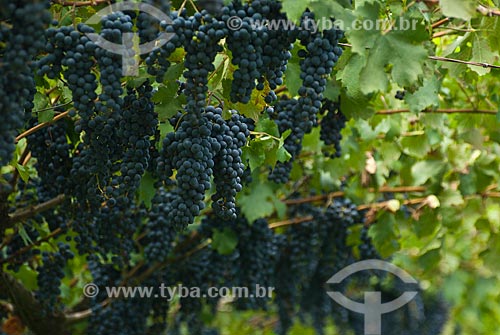  Subject: Plantation of cabernet sauvignon grapes - Italian colony / Place: Garibaldi city - Rio Grande do Sul state (RS) - Brazil / Date: 02/2012 