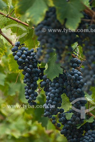  Subject: Plantation of cabernet sauvignon grapes - Italian colony / Place: Garibaldi city - Rio Grande do Sul state (RS) - Brazil / Date: 02/2012 