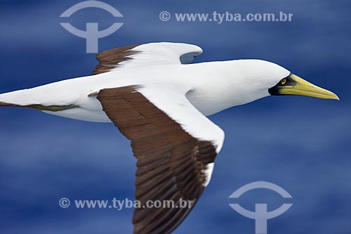  Subject: Masked Booby flying over the sea / Place: Fernando de Noronha - Pernambuco (PE) - Brasil / Date: 01/2009 