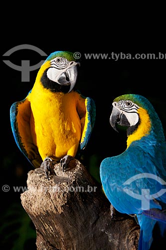  Subject: Couple of macaw / Place: Foz do Iguacu city - Parana state (PR) - Brazil / Date: 06/2010 