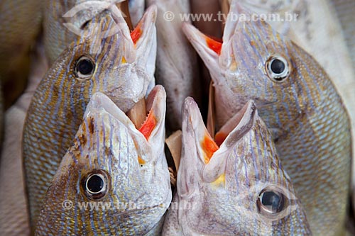  Subject: Fish for sale in fish market of Mucuripe Beach / Place: Fortaleza city - Ceara state (CE) - Brazil / Date: 11/2011 