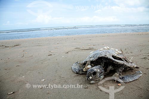  Subject: Dead turtle on beach of Jericoacoara / Place: Jijoca de Jericoacoara city - Ceará state (CE) - Brazil / Date: 11/2011 