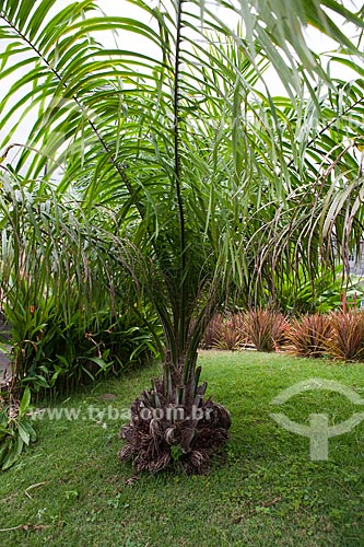  Subject: Dende Palm in front of the headquarters of Urban Agriculture Studies and Research Center / Place: Fortaleza city - Ceara state (CE) - Brazil / Date: 10/2011 