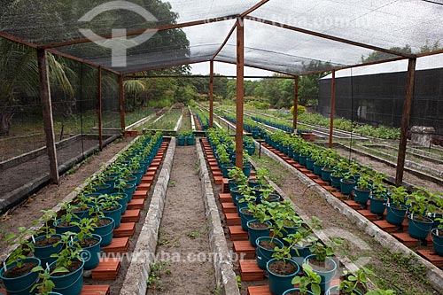  Subject: Boldo-brasileiro seedlings - Urban Agriculture Estudies and Research Center / Place: Fortaleza city - Ceara state (CE) - Brazil / Date: 10/2011 