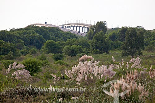  Subject: Pampas grass - Gynerium argenteum with Alberto Pasqualini Bridge and Bridge Leo Guedes in the background / Place: Pelotas city - Rio Grande do Sul state (RS) - Brazil / Date: 02/2012 