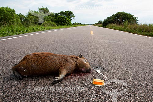  Subject: Capybara dead on Highway BR-471 / Place: Santa Vitória do Palmar city - Rio Grande do Sul state (RS) - Brazil / Date: 02/2012 