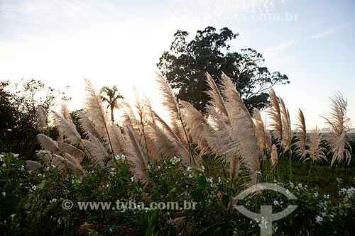  Subject: Pampas grass - Gynerium argenteum at dawn / Place: Pelotas city - Rio Grande do Sul state (RS) - Brazil / Date: 02/2012 