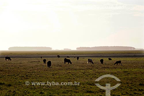  Subject: Cattle grazing in rural area / Place: Mostardas city - Rio Grande do Sul state (RS) - Brazil / Date: 02/2012 