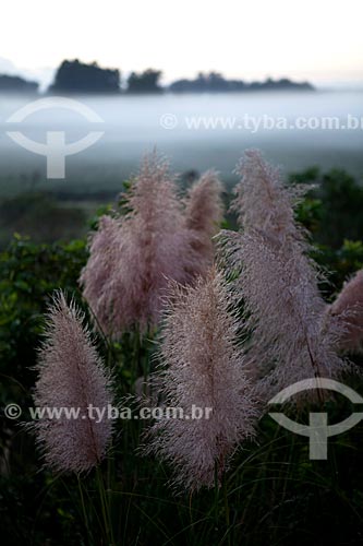  Subject: Pampas grass - Gynerium argenteum / Place: Pelotas city - Rio Grande do Sul state (RS) - Brazil / Date: 02/2012 