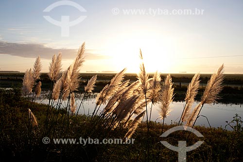  Subject: Pampas grass - Gynerium argenteum / Place: Pelotas city - Rio Grande do Sul state (RS) - Brazil / Date: 02/2012 