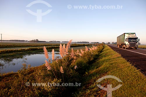  Subject: Pampas grass - Gynerium argenteum - Highway BR-116 height of 493 KM / Place: Pelotas city - Rio Grande do Sul state (RS) - Brazil / Date: 02/2012 