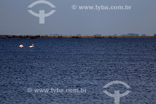  Subject: Flamingos in Lagoa do Peixe  / Place: Tavares city - Rio Grande do Sul state (RS) - Brazil / Date: 02/2012 