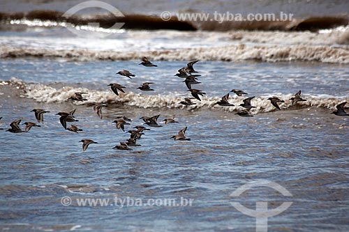  Subject: Birds on the beach of Mostardense Balneary / Place: Mostardas city - Rio Grande do Sul state (RS) - Brazil / Date: 02/2012 