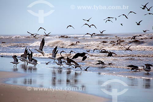  Subject: Seagulls on the beach of Mostardense Balneary / Place: Mostardas city - Rio Grande do Sul state (RS) - Brazil / Date: 02/2012 
