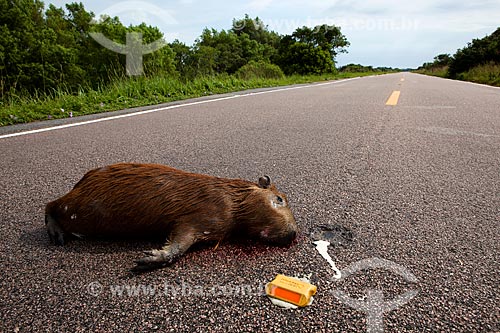  Subject: Capybara dead on Highway BR-471 / Place: Santa Vitoria do Palmar city - Rio Grande do Sul state (RS) - Brazil / Date: 02/2012 