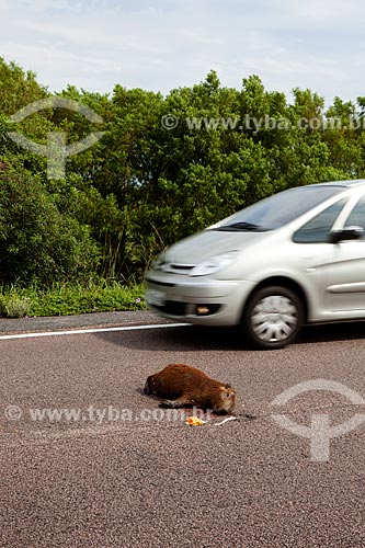  Subject: Capybara dead on Highway BR-471 / Place: Santa Vitoria do Palmar city - Rio Grande do Sul state (RS) - Brazil / Date: 02/2012 