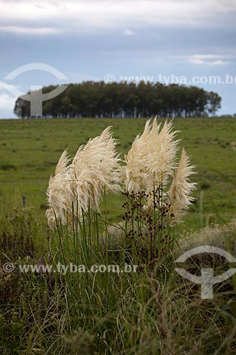  Subject: Pampas grass - Gynerium argenteum in Taim Ecological Station / Place: Santa Vitoria do Palmar city - Rio Grande do Sul state (RS) - Brazil / Date: 02/2012 