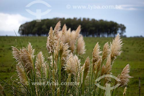  Subject: Pampas grass - Gynerium argenteum in Taim Ecological Station / Place: Santa Vitoria do Palmar city - Rio Grande do Sul state (RS) - Brazil / Date: 02/2012 