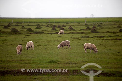  Subject: Sheep farming in the Taim Ecological Station / Place: Santa Vitoria do Palmar city - Rio Grande do Sul state (RS) - Brazil / Date: 02/2012 