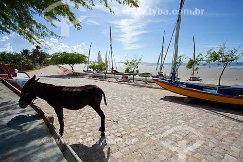  Subject: Donkey in street in the village of Ponta do Mel / Place: Areia Branca city - Rio Grande do Norte state (RN) - Brazil / Date: 03/2012 