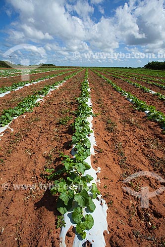  Planting of melon in the community of Pau Branco - This property is part of the Cooperative Development Agroindustrial Potiguar - COODAP - In 2009 won the Fair Trade certification granted by the Fairtrade Labeling Organization (FLO-CERT)  - Mossoro city - Rio Grande do Norte state (RN) - Brazil