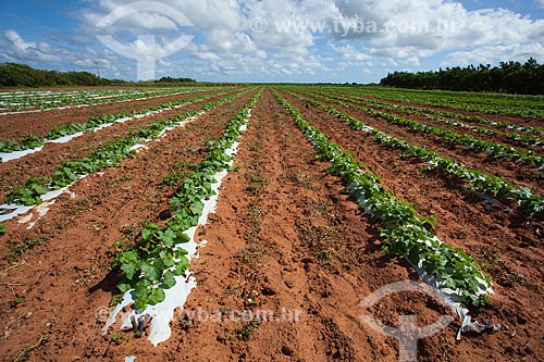  Planting of melon in the community of Pau Branco - This property is part of the Cooperative Development Agroindustrial Potiguar - COODAP - In 2009 won the Fair Trade certification granted by the Fairtrade Labeling Organization (FLO-CERT)  - Mossoro city - Rio Grande do Norte state (RN) - Brazil