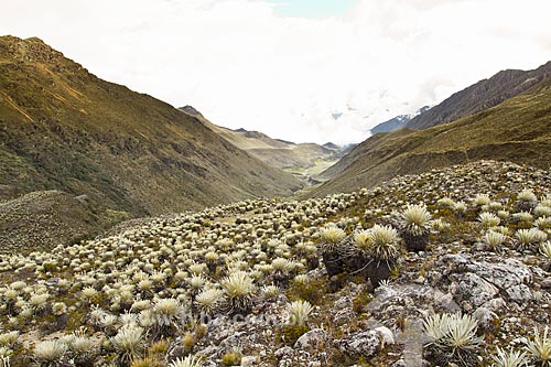  Local of the camp before the ascent to the Pan de Azucar Mountain with typical landscape of paramos - Ecosystem found in high altitudes of northwestern South America  - Merida city - Merida - Venezuela