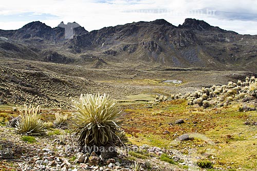  Subject: End of the trail to Pan de Azucar Mountain with typical landscape of the paramos -  Ecosystem found in high altitudes of northwestern South America / Place: Merida city - Merida state - Venezuela - South America / Date: 05/2012 